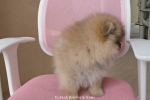 Cute baby Pomeranian Video cutest moment of the animals - Cutest Puppies