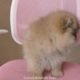 Cute baby Pomeranian Video cutest moment of the animals - Cutest Puppies