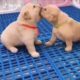 Cute baby animals Videos Compilation cutest moment of the animals   Cutest Puppies 2