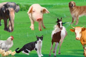 Cute little animals - Chicken, cow, dog, cat, elephant, monkey - Animal Videos