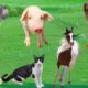 Cute little animals - Chicken, cow, dog, cat, elephant, monkey - Animal Videos