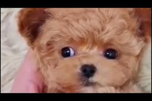 Cute puppies doing funny things | Adorable cute puppies #puppy