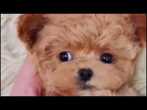 Cute puppies doing funny things | Adorable cute puppies #puppy