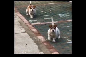 Cute puppies videos | Cute puppy shorts #shorts #shortvideo #ytshorts #puppy #viral  #cutepuppies