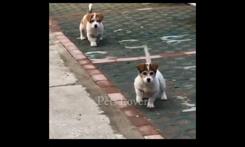 Cute puppies videos | Cute puppy shorts #shorts #shortvideo #ytshorts #puppy #viral  #cutepuppies