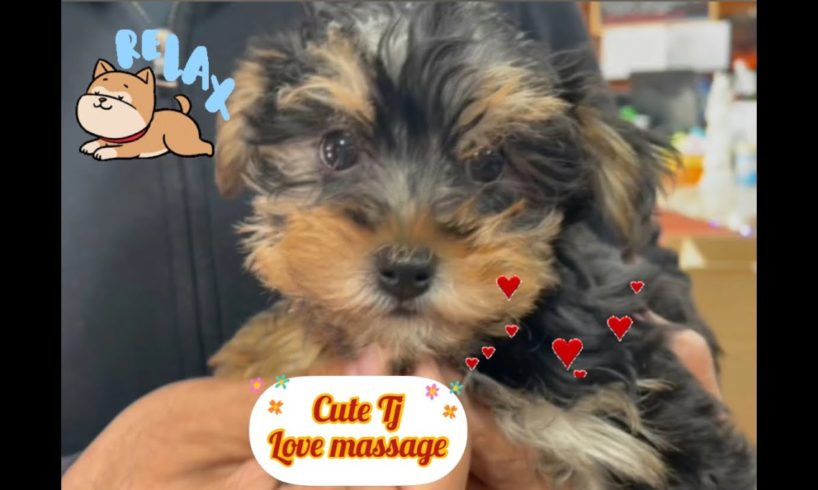 Cute puppy Tj loves Massage || Satisfying video @Divine River
