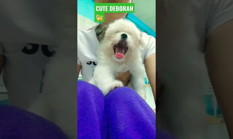 Cute puppy Videos Compilation dull hair - Cutest Puppies #cute #puppy #shorts