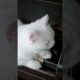 Cute white cat playing guitar #animals #funnyvideo #cats