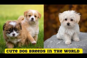 Cutest Dogs Breed in the world - Cute puppies of the world - Kutay ki awaz