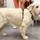 Cutest Golden Retriever Puppy is Confused by a Visit to the Vet