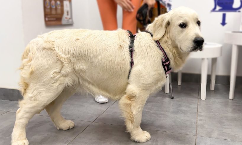 Cutest Golden Retriever Puppy is Confused by a Visit to the Vet
