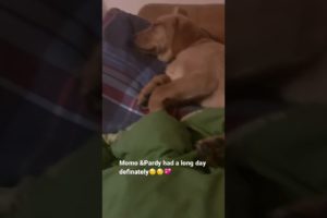 Cutest Puppies 💤🐾