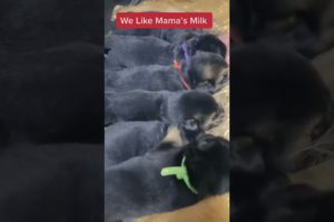 Cutest Puppies Can't Stop Drinking Mama's Milk and this is so Cute!
