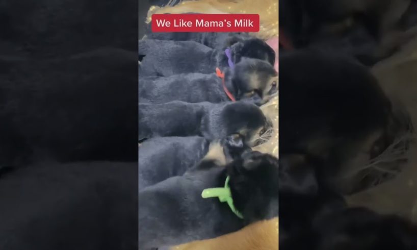 Cutest Puppies Can't Stop Drinking Mama's Milk and this is so Cute!