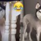 Cutest Puppies Compilation #2  ~ SG Funny Animals