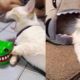 Cutest Puppies Compilation ~ Pets SGlobals