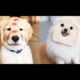 Cutest Puppies Doing Funny Things 2020