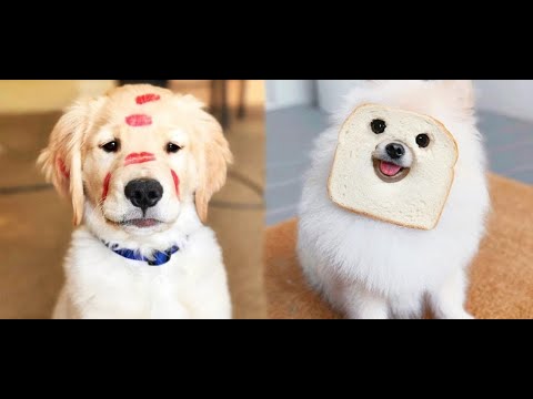 Cutest Puppies Doing Funny Things 2020