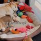 Cutest Puppies Playing Quietly not to Wake Up their Mom