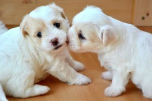 Cutest Puppies ❤️ Sweet Baby Dogs ❤️ Changed My Live 😉