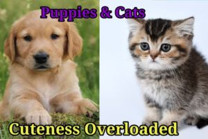 Cutest Puppies and Cats 😹 Baby Animals #viral #trending #tiktok #instagram #funny #love #pets #new