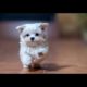 🐶 Cutest Puppies of Internet