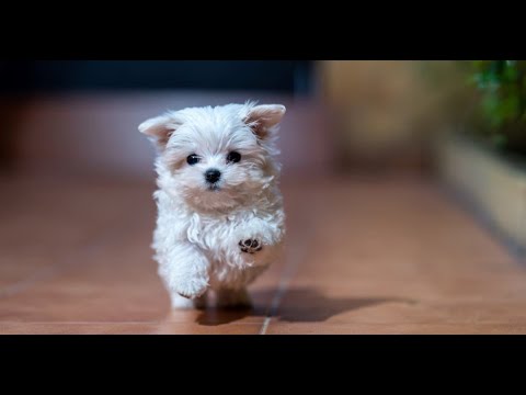 🐶 Cutest Puppies of Internet