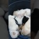 Cutest Puppies vlog by : Allan Adlawan Obeso