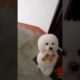 Cutest Puppy - 1 🐶  #shorts #cutestanimalsshortfun