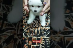 Cutest Puppy In World | #shorts | #shortsfeed | #trending | #viral | #ytshorts | #dog | #funny