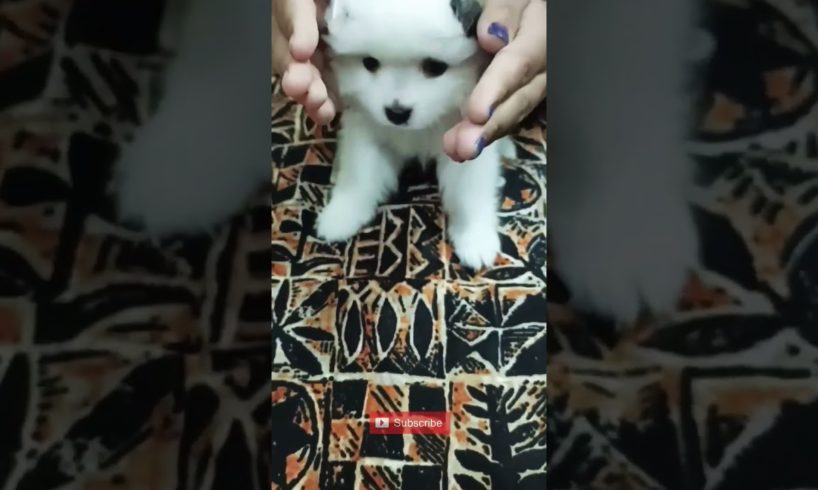 Cutest Puppy In World | #shorts | #shortsfeed | #trending | #viral | #ytshorts | #dog | #funny