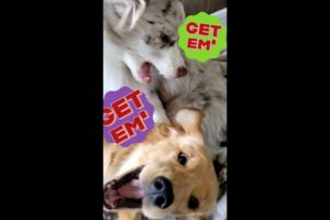 Cutest Puppy Playtime | Sleepy Puppy Fight