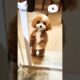 Cutest Puppy standing #shorts #youtubeshorts #viral #tiktok #puppy