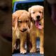 Cutest puppies 🤩#dogs #shorts #trending #like @Like Nastya @✿ Kids Diana Show #viral #subscribe