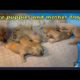 Cutest puppies ! mother dog and cute puppy video compilation 2022 ||####🙂🙂🙂🙂🙂 video 2 ||