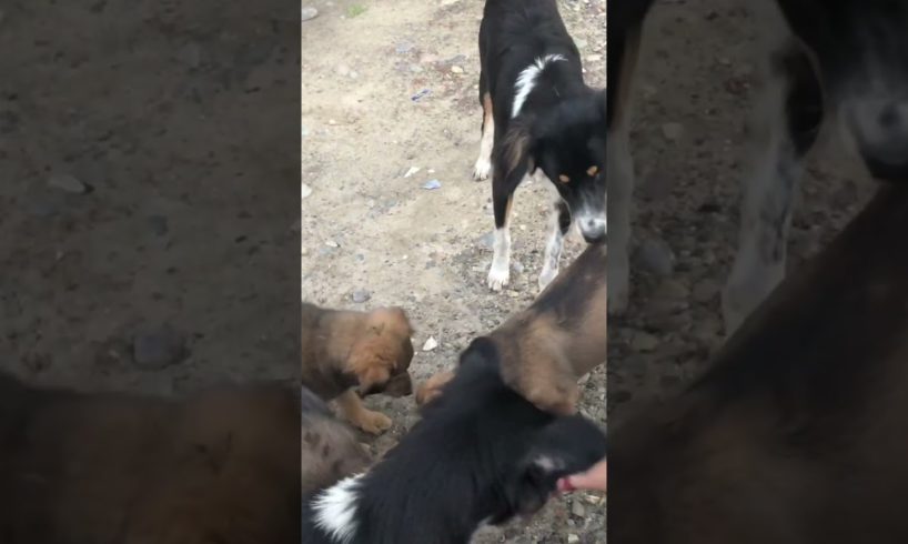 Cutest puppies 🐶 || #shorts #viralvideo #naturelovers #doglover