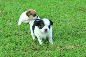 Cutest puppy dog collection, baby dogs fantastically funny puppies (feel good viewing)