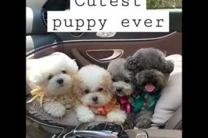 Cutest puppy ever 👓#trending #viral #shorts