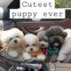 Cutest puppy ever 👓#trending #viral #shorts