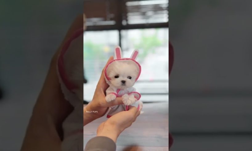 Cutest puppy ever 🐶 who want one?😍