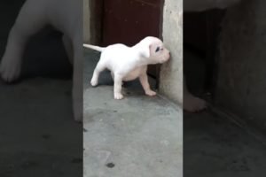 Cutest puppy on youtube♥️ || #pitbull #puppy #cute #cutebaby #shorts #youtubeshorts #viral