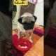 Cutest puppy🐶#shorts #happy #pug #puppy #dogs #dogsindia #puppies #cute #doggo #dogsofinstagram