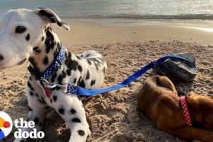 Dalmatian Rescues An Abandoned Puppy In The Middle Of Nowhere | The Dodo Faith = Restored