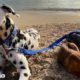 Dalmatian Rescues An Abandoned Puppy In The Middle Of Nowhere | The Dodo Faith = Restored
