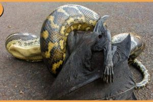 ( Delete ) 15 Epic Fights And Attacks By Snakes Caught On Camera