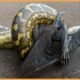 ( Delete ) 15 Epic Fights And Attacks By Snakes Caught On Camera