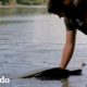 Delfín silba para que este chico lo rescate | El Dodo