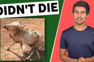 Dhruv Rathi cow death animals attack animal videos Animal fight Dhruv Rathi informationfact