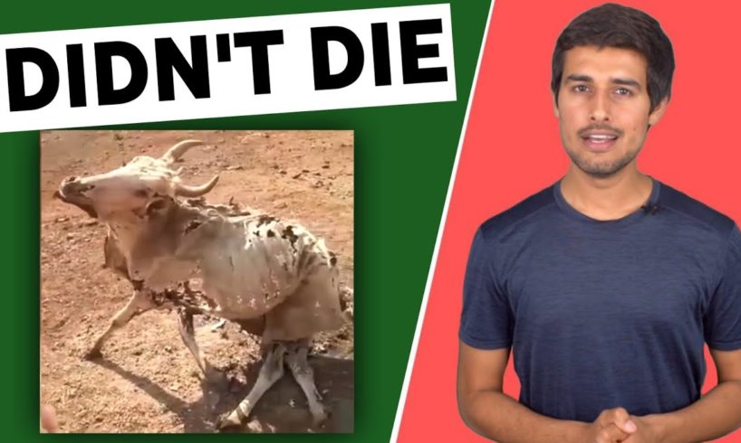 Dhruv Rathi cow death animals attack animal videos Animal fight Dhruv Rathi informationfact