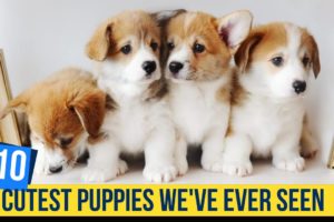 Discover 10 of the Cutest Puppies We've Ever Seen